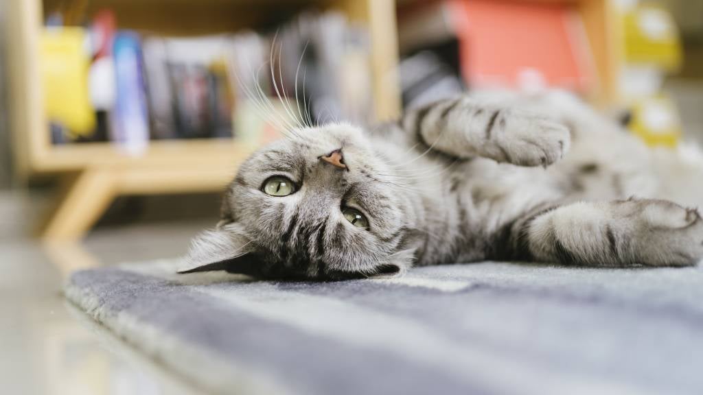 common-cat-diseases-and-symptoms-to-watch-for-rspca-pet-insurance