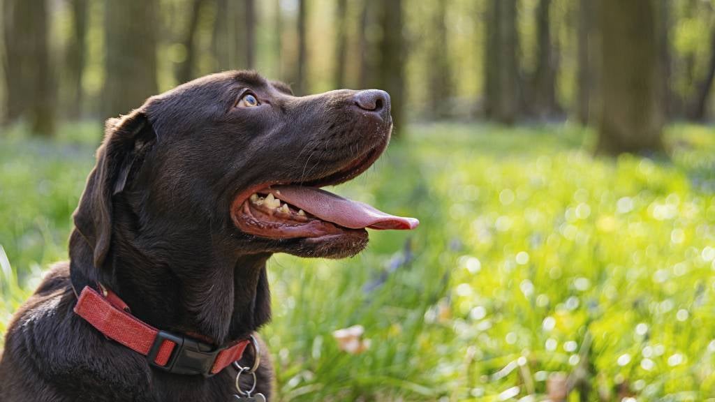 Safe collars for your dog RSPCA Pet Insurance