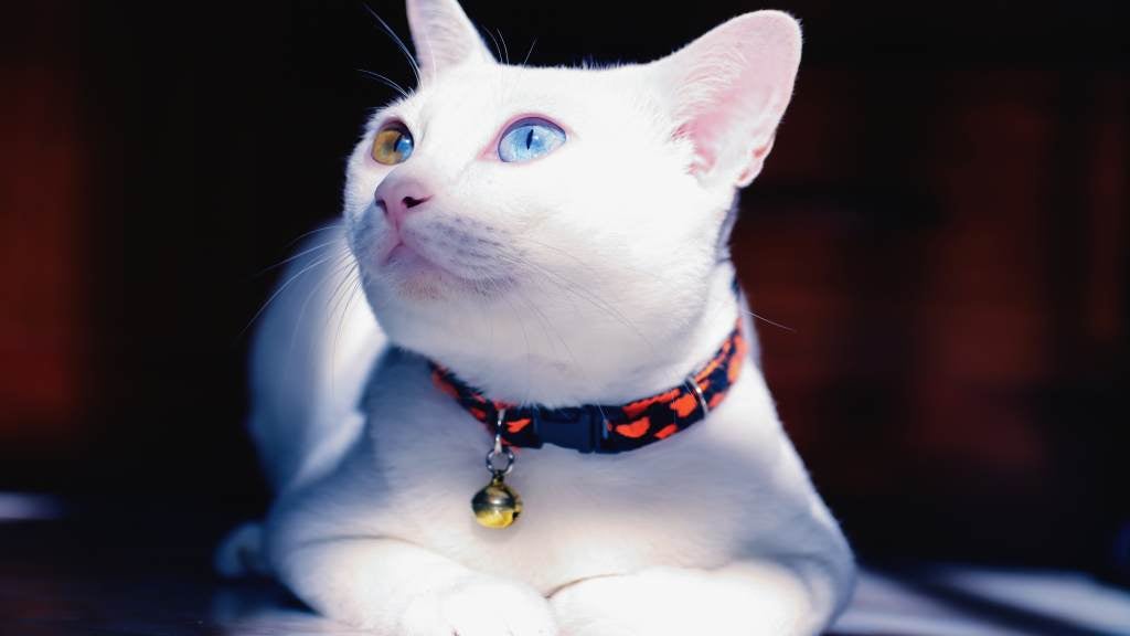 The Cost Of Owning A Cat RSPCA Pet Insurance