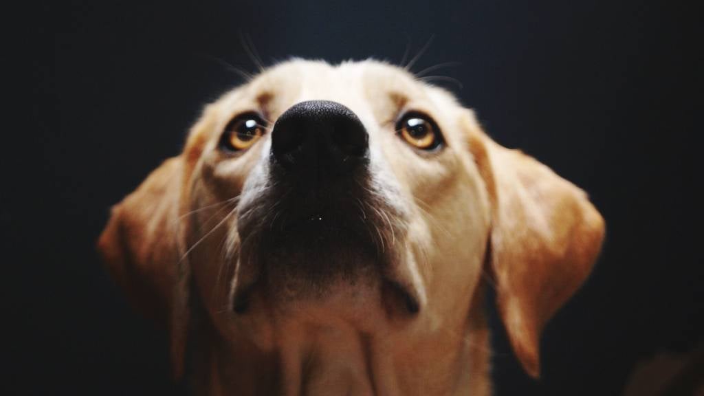 How to train a food possessive dog RSPCA Pet Insurance