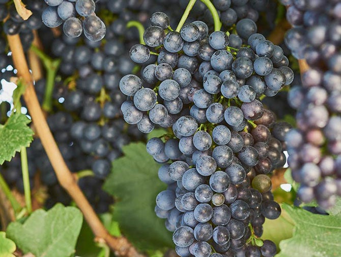 Shiraz grapes