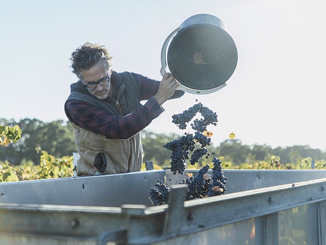 Anton Groffen pouring grapes into container
