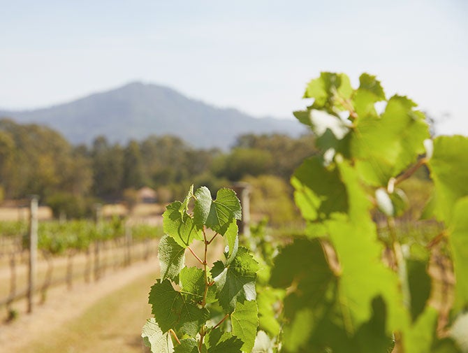 Vine leaf in vineyard