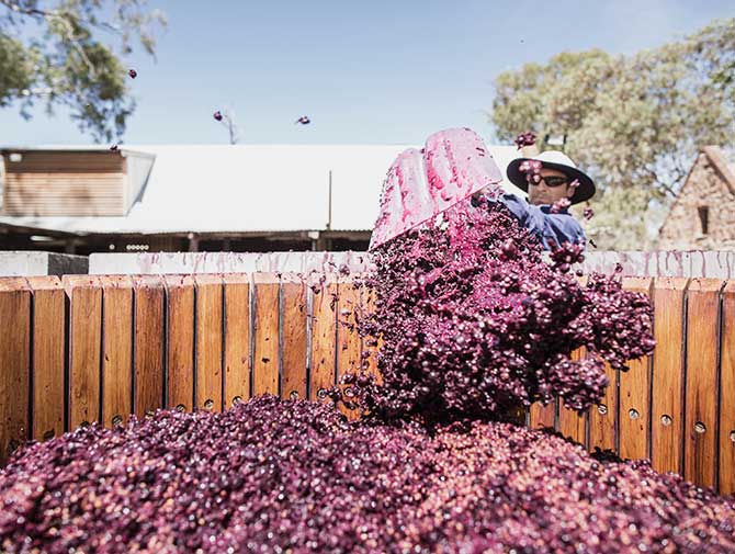 Man shoveling wine grapes into basket press