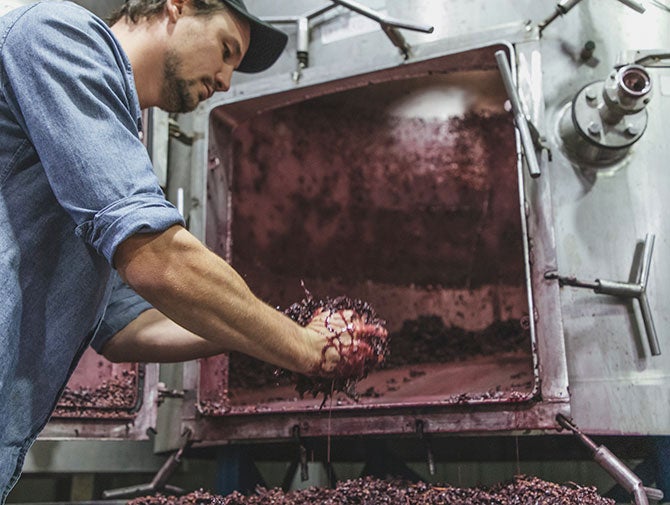 Duncan Lloyd pressing grapes