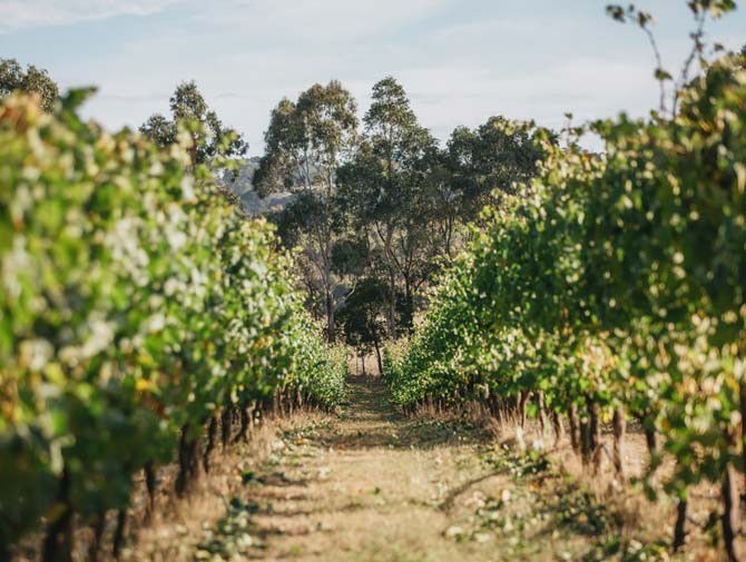 Macedon vineyards