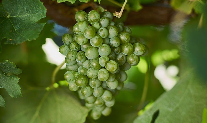 Vermentino grapes on vine