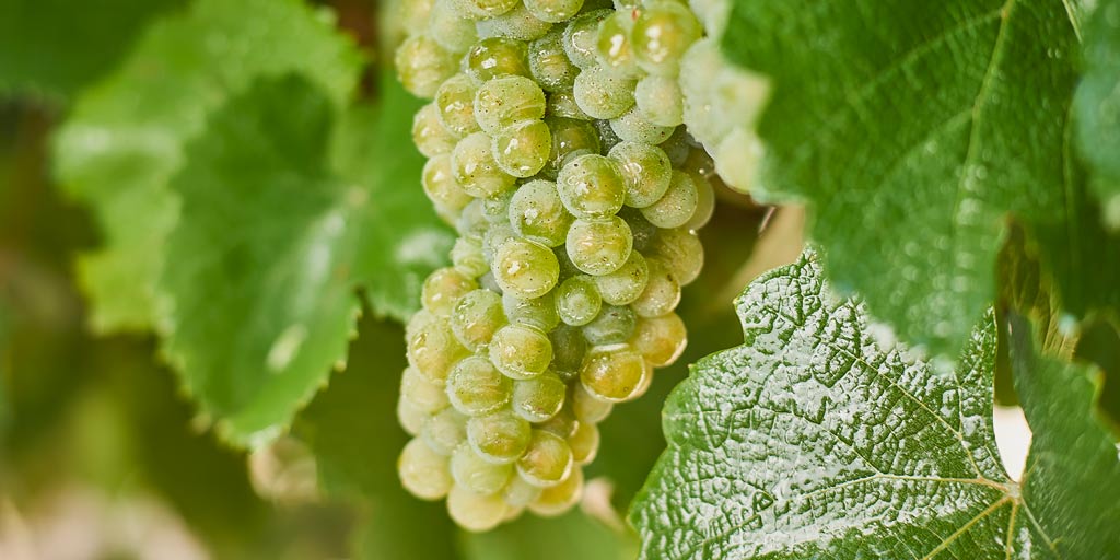Riesling