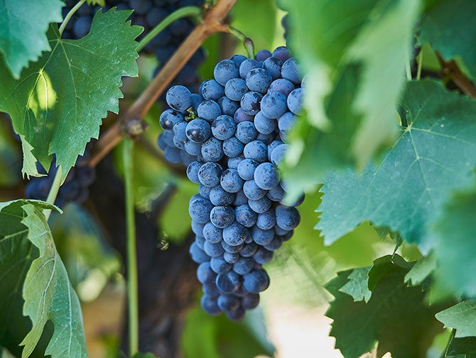 Sangiovese grapes on vine