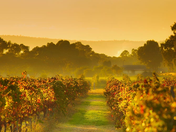 Swan Valley vineyard in autumn