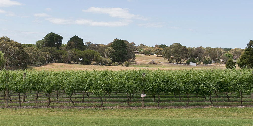Geelong vineyard