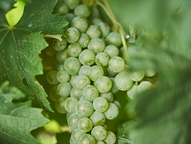 Fiano grapes