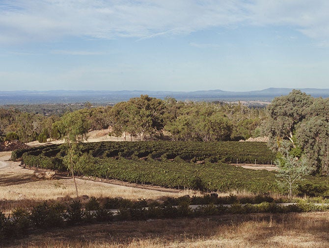 Vineyard in Beechworth Victoria Australia