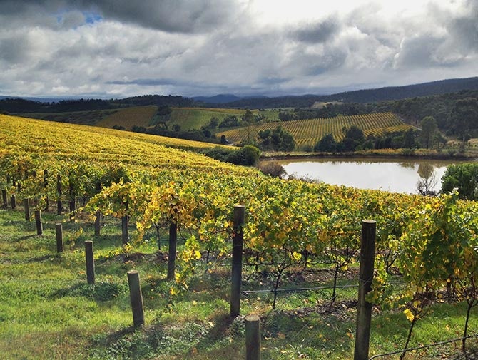 在雅拉谷的酿酒厂