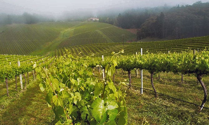 Rows of Grüner Veltliner vines