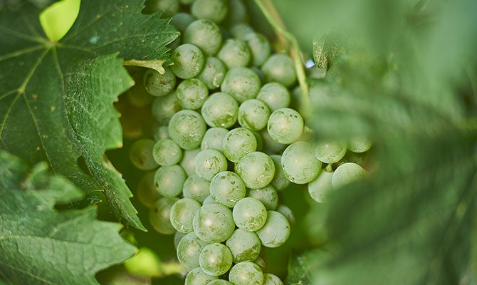 Fiano grapes on vine