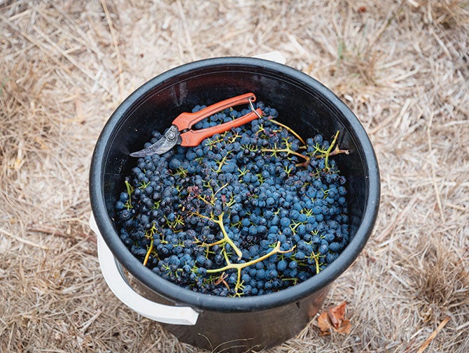 Bucket of red wine grapes