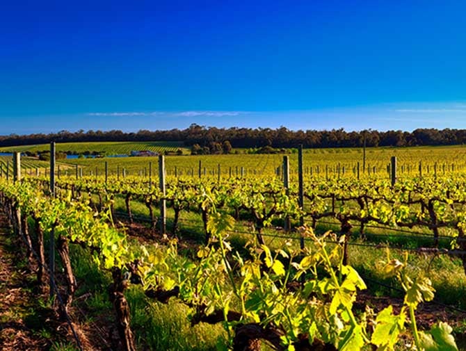 Vineyard in Margaret River
