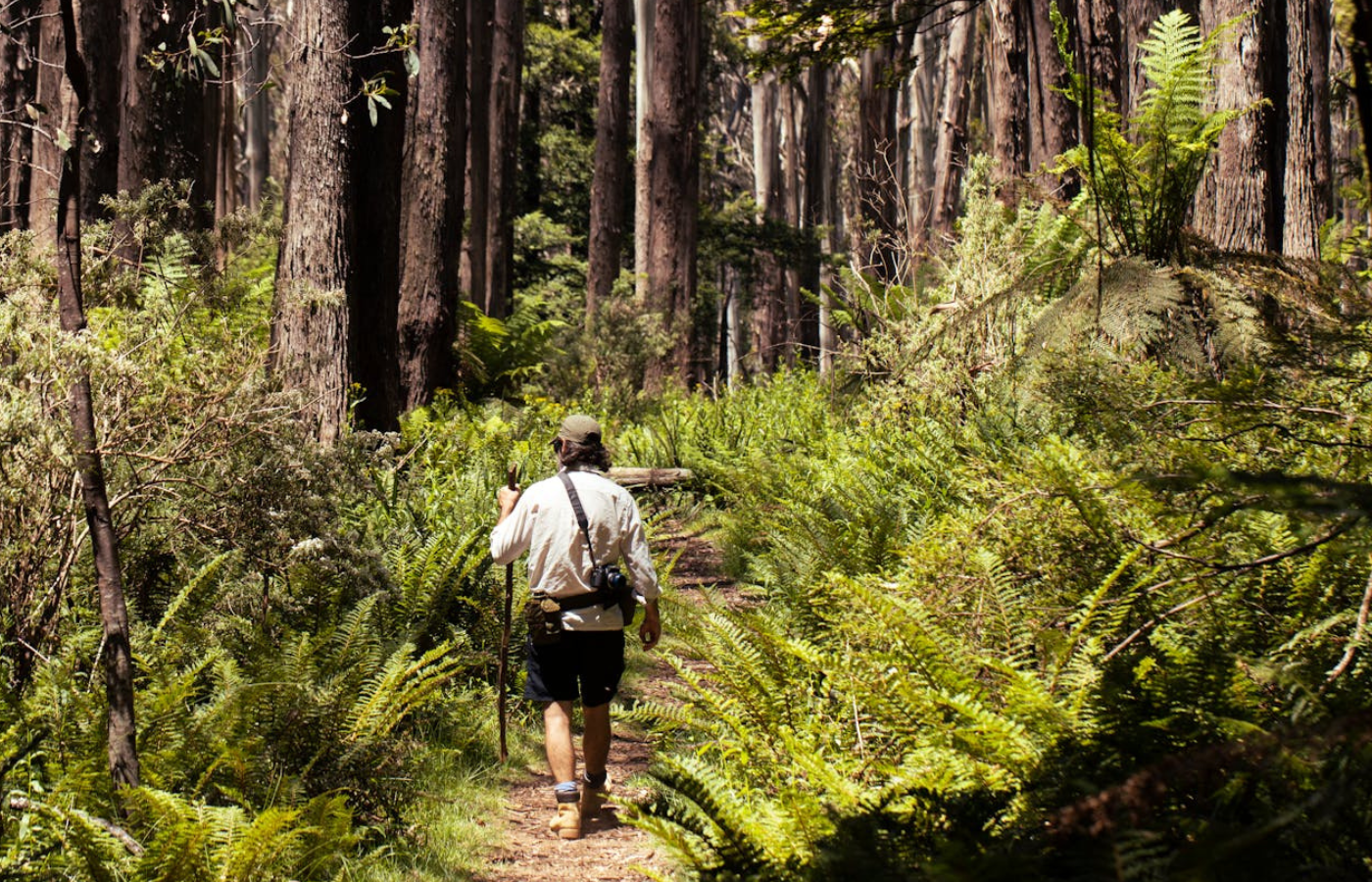 A long shot of man. He is walking into the Australian rainforest on his weekly bushwalk to support his mental health. 
