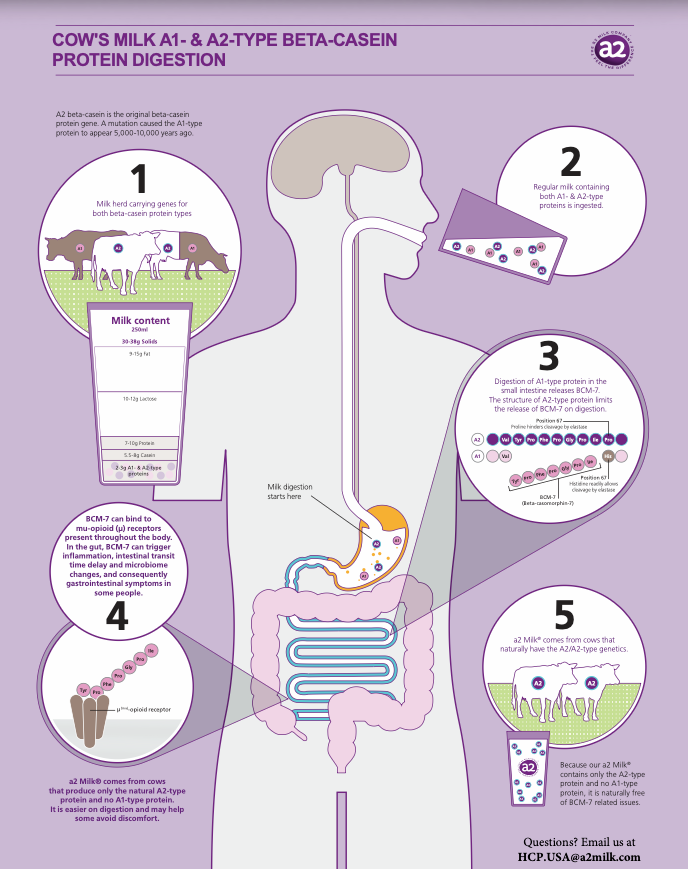 Cow's milk A1 and A2-type beta-casein protein digestion infographic