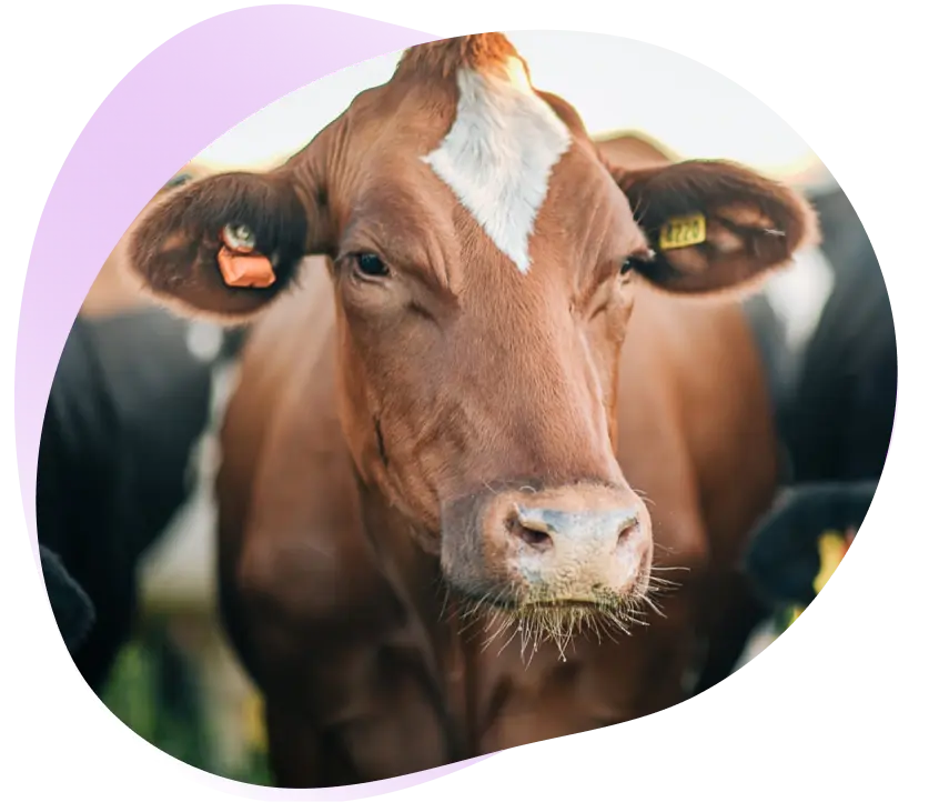 <h1>Dividend<br>
Information</h1>