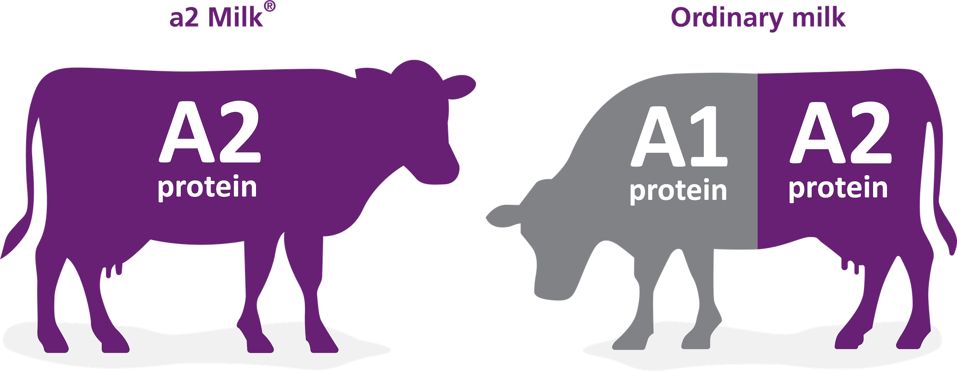 What Is A2 Milk 100 Real Cows Milk A2 Milk Usa