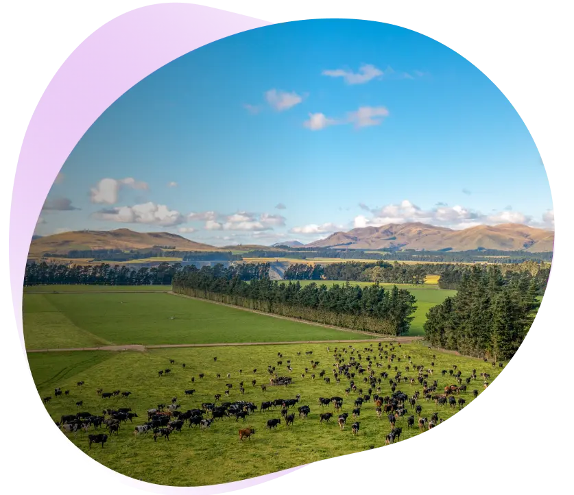 <h1>Sustainability</h1>
<p>How we’re pioneering Dairy for the good of people, planet, and cows that make A1 protein free milk possible.</p>