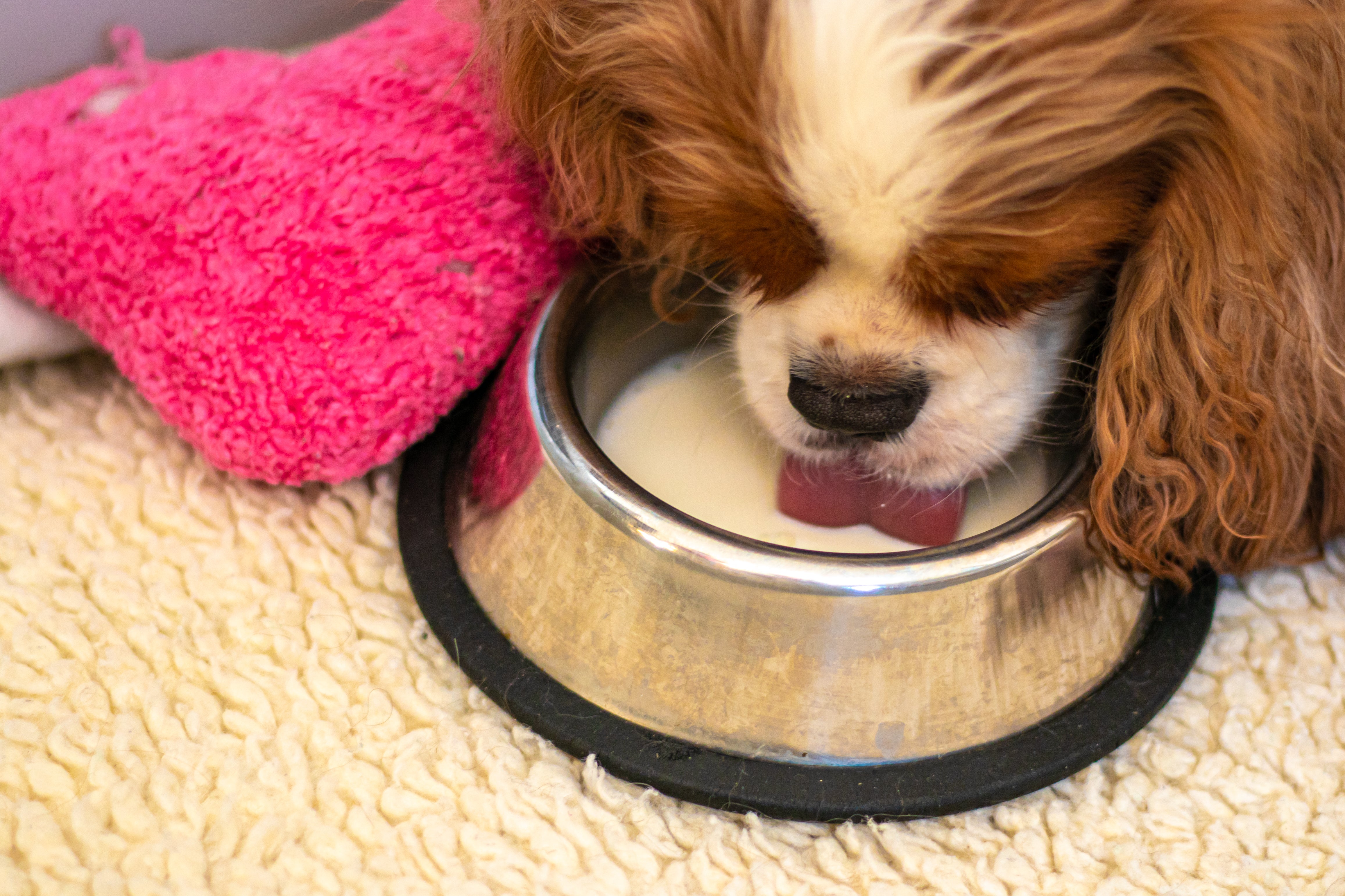 What Kind Of Milk Can My Dog Drink