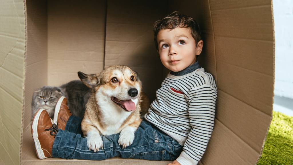 child in a cardboard box with cat and dog