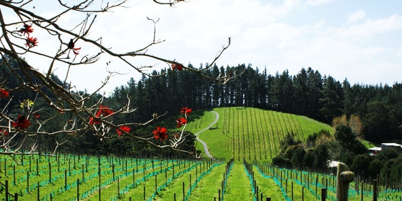 Osawa Wines New Zealand