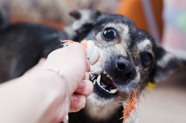 狗亂咬東西怎麼教？幼犬到成犬分齡教學指南