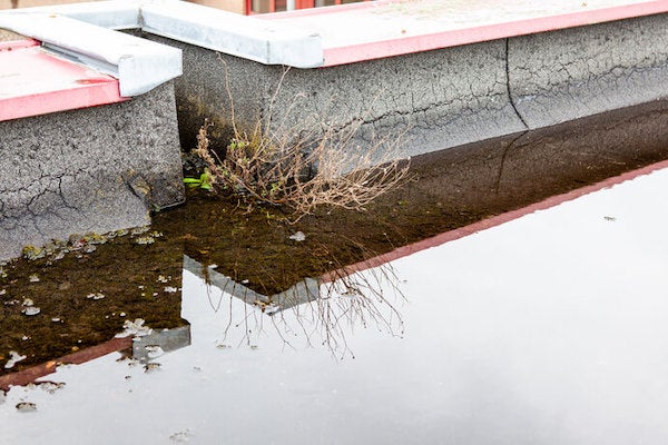 頂樓植物影響排水