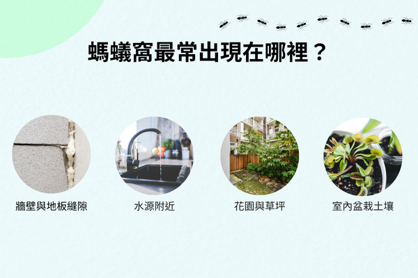 螞蟻窩最常在哪裡？