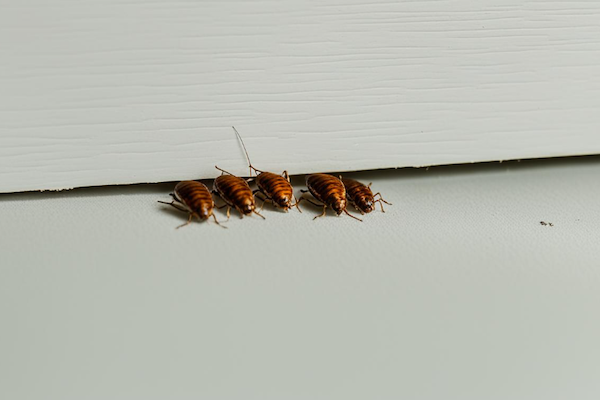 櫥櫃如何防蟑？8個小妙招輕鬆解決煩人蟑螂！