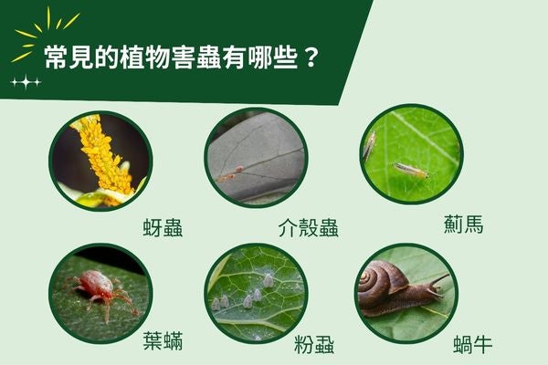 常見的植物害蟲有哪些？