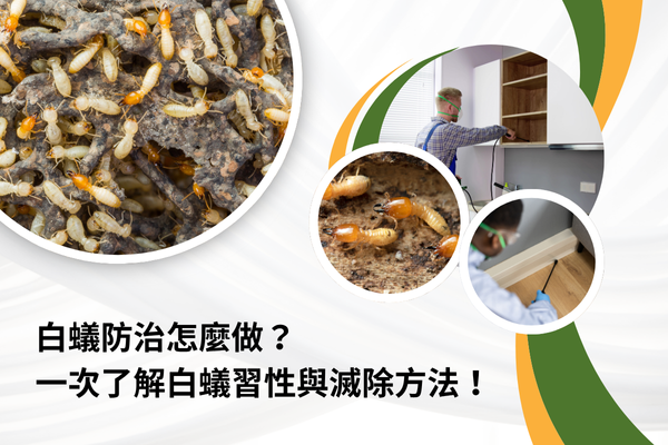 白蟻防治怎麼做？一次了解白蟻習性與滅除方法！