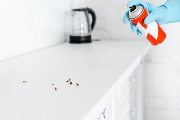 ▲含DDT的殺蟲劑一度讓床蝨消聲匿跡。
