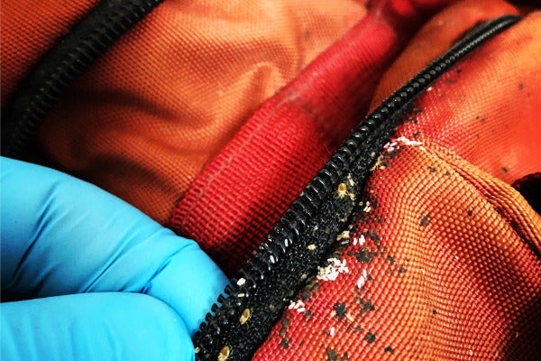 ▲床蝨容易藉由行李帶回家中