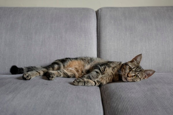 貓抓布沙發有哪些日常保養技巧？