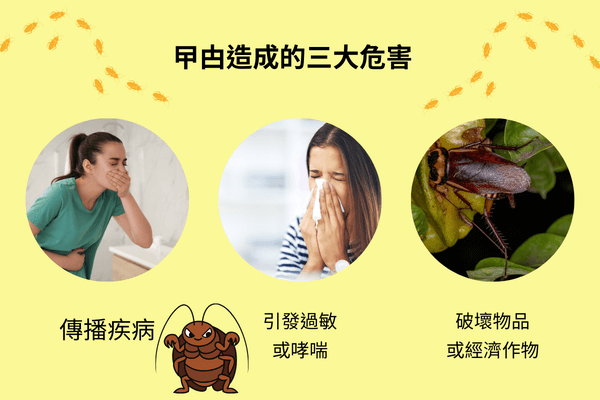 曱甴造成的三大危害