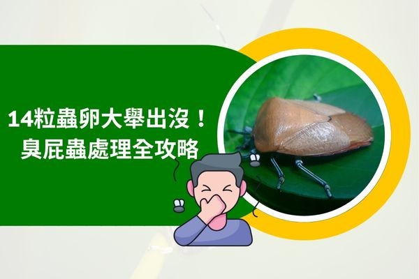 14粒蟲卵大舉出沒！臭屁蟲處理全攻略
