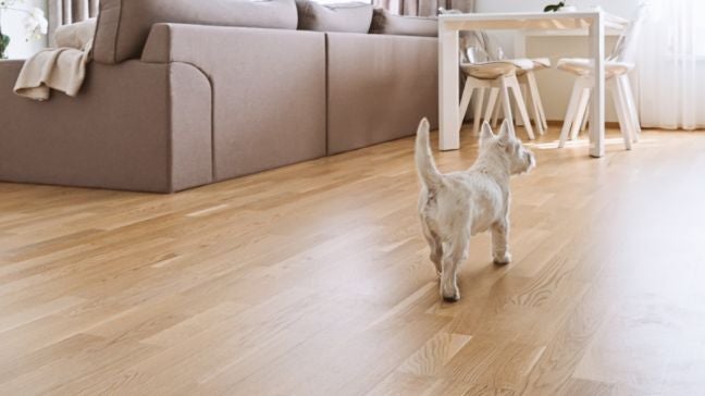 狗狗在SPC地板上東張西望。