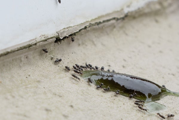 為何家中會出現螞蟻？