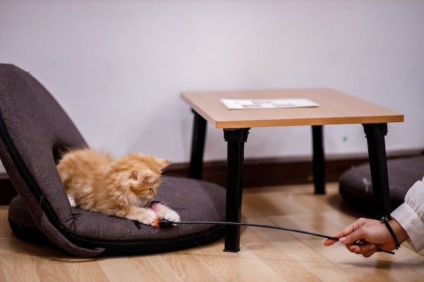 貓咪訓練全攻略：兇貓親人訓練、社會化與日常行為調整方法