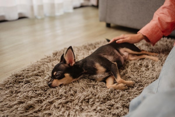 寵物殯葬是什麼？為您整理服務內容、費用及流程一覽