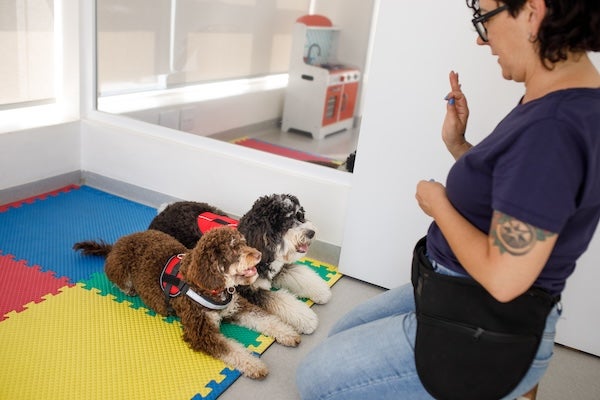 寵物學校怎麼挑？寵物行為訓練、費用、注意事項整理