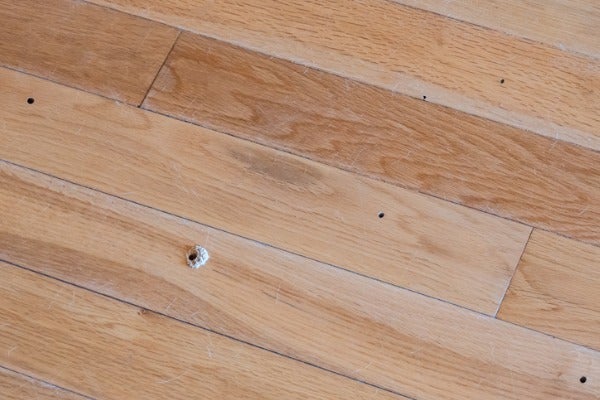 木蠹蟲造成的蛀孔