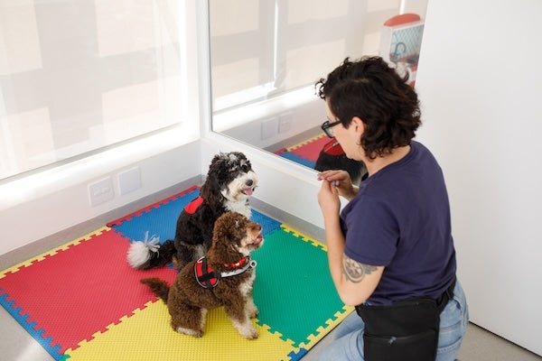 寵物安親班是什麼？寵物寄放費用與特點，讓毛孩不孤單！