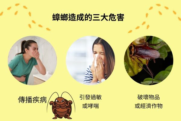 蟑螂造成的三大危害	