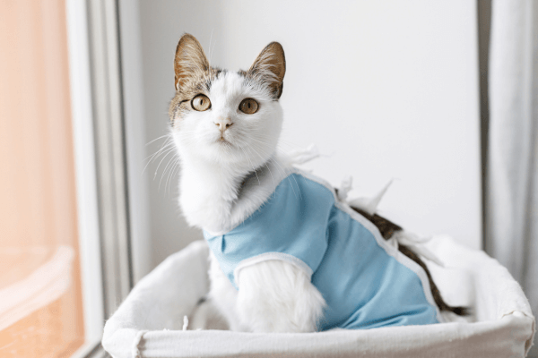 寵物結紮補助懶人包：各縣市最新補助資格、金額與申請方式